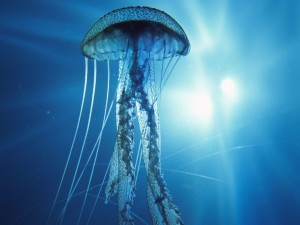 http://www.ugglug.com/jellyfish.jpg